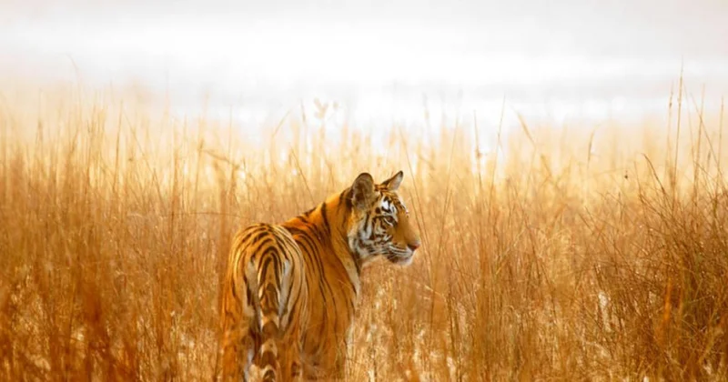 Қызылқұм арқары мен еуропалық құндыз азайып барады: Сирек кездесетін жануарлар қалай қорғалады?