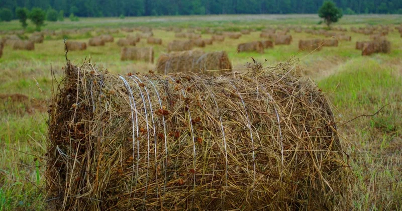 ЛПХ мост между прошлым и будущим казахского народа