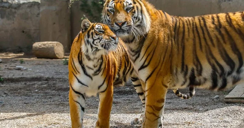 Тұран жолбарыстарын табиғи ортаға шығаруды жоспарлап отырмыз Экология министрлігі