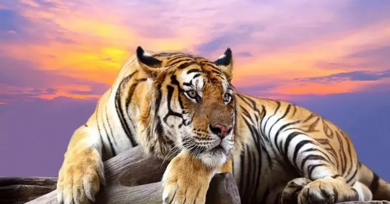 Ресейден қанша жолбарыс әкелінеді?