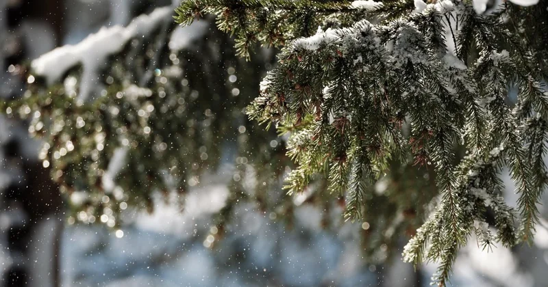 Теплый, но ветреный день обещают в Шымкенте