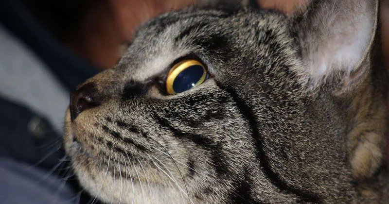 Это мы бессовестные?..