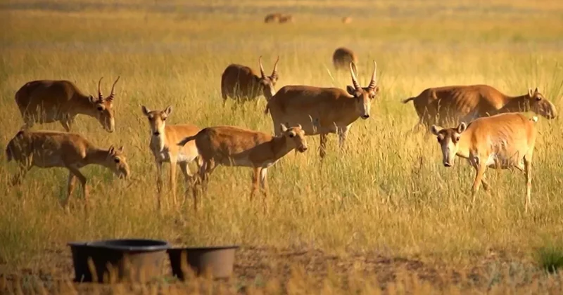 Под строгим контролем: Казахстан сможет экспортировать рога сайгаков