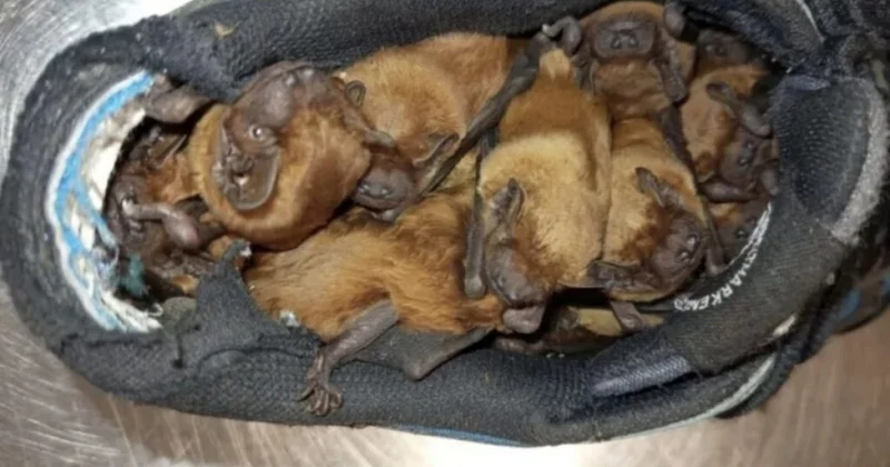 Мужчина обнаружил в своем ботинке колонию из 20 летучих мышей