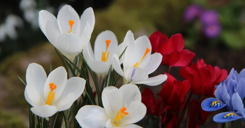 Алатауский крокус неожиданно зацвел зимой в горах Алматы