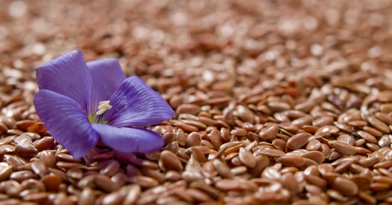 Россия внезапно перекрыла путь казахстанскому зерну поставки в Европу под угрозой