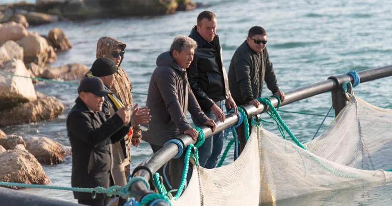 Каспий теңізіне албырт тұқымдас балықтың шабақтары жіберілді