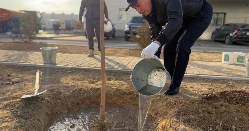 Таза Қазақстан : Ақтауда 7 мыңнан астам ағаш отырғызылды