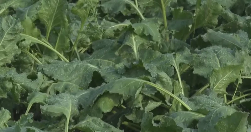 Оңтүстікте егісті әртараптандыру қолға алынды