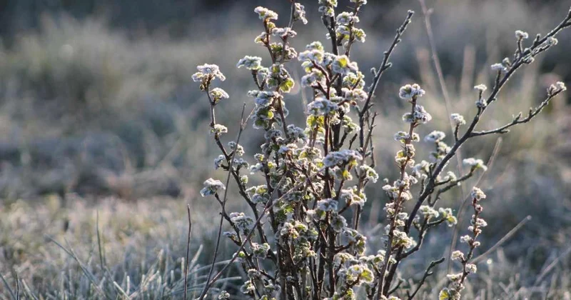 Что приготовила погода жителям Шымкента в канун Рождества