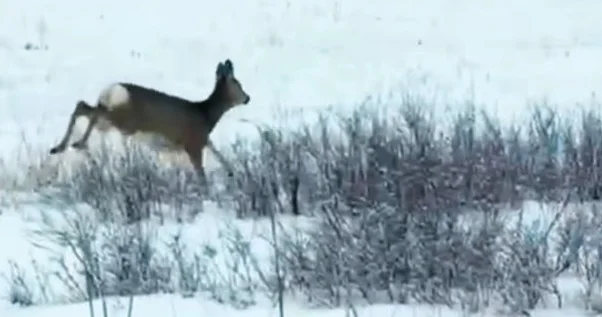 Ертіс орманында емін еркін жайылып жүрген еліктер көзге түсті