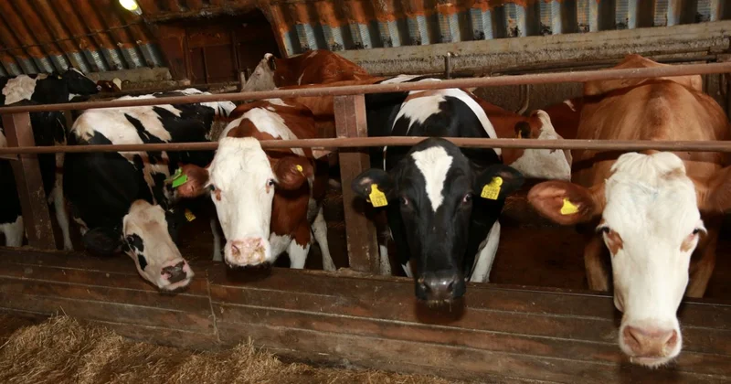 Меры поддержки животноводства пересмотрят за неделю в РК