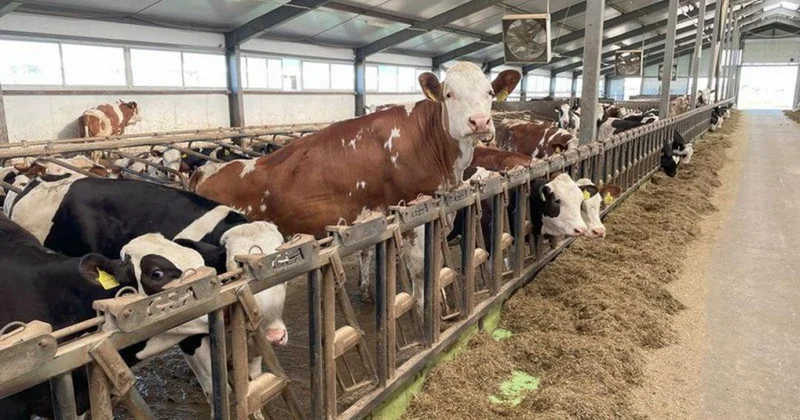 Қонаевта сүт тауарлы ферма салынады