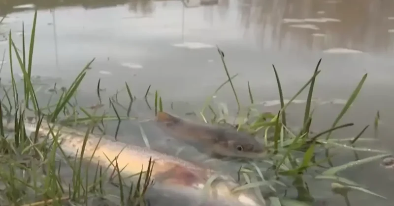 Сброс кислоты мог стать причиной массовой гибели рыбы в реке Шымкента: экологи ищут виновных