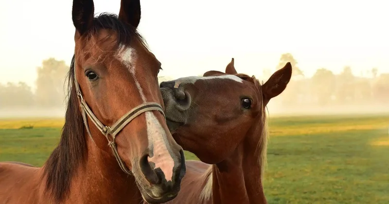 Фермерлер малды етке өткізсе, мемлекеттен бөлінген субсидияны қайтарады