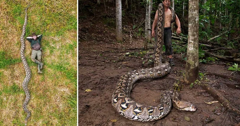 Самая длинная змея в мире обитает в Индонезии