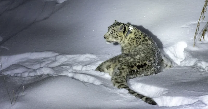 Стало известно, где сейчас алматинский барс, ставший звездой соцсетей