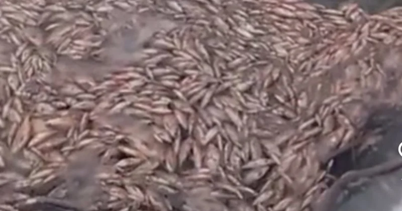 Мор рыбы под Зерендой: река потемнела и начала пахнуть