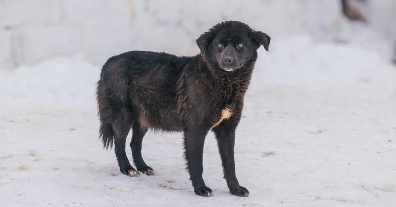 Скинул фото убитых собак: в Жетысу аким отчитался перед сельчанами о проделанной работе, но его не поняли