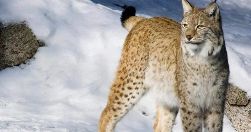 Қостанай облысында құтырмаға шалдыққан сілеусін ауылға кіріп кеткен