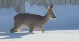 Оралда қалаға кіріп кеткен елік бейнежазбаға түсіп қалды