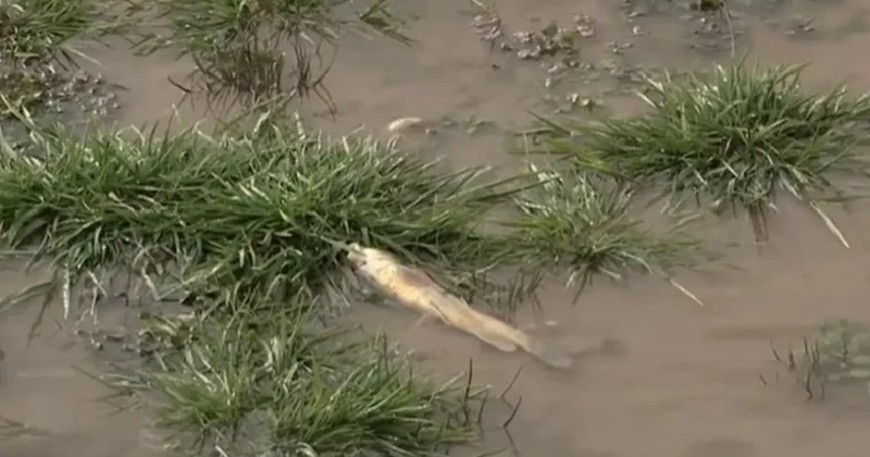 Бадам өзеніндегі балықтардың жаппай қырылуына не себеп болды?