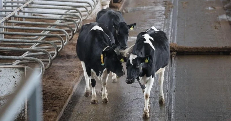 Қазақстанда етті мал шаруашылығын дамытуға арналған форум өтеді