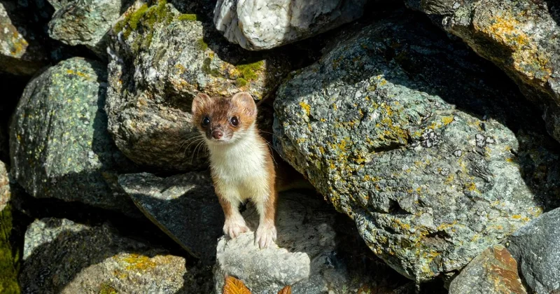 Еще один краснокнижный хищник попал в фотоловушку в Чарынском нацпарке (ВИДЕО)