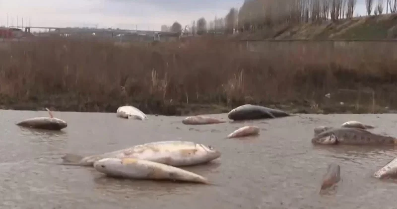 Қышқыл төгілді: Шымкентте балық жаппай қырылды