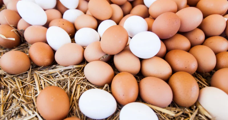 Үкімет сиыр етінің экспорты мен жұмыртқа импортына қатысты шешім қабылдады