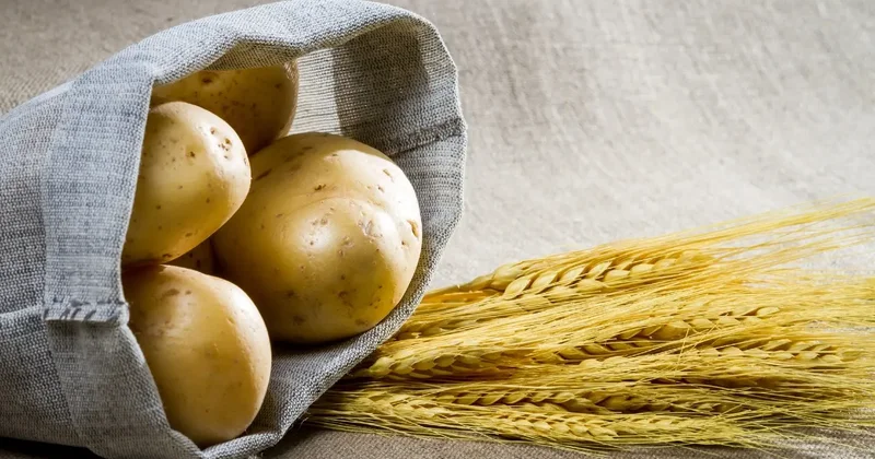 Семенной вопрос: зачем Казахстану вступать в международный союз UPOV и что это даст фермерам