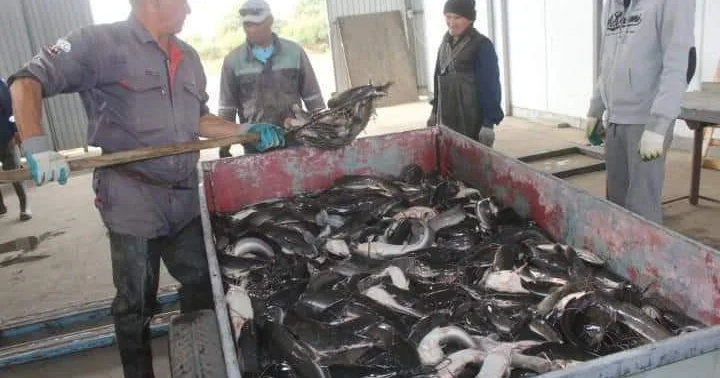 Қазақстанда балық шаруашылығымен айналысатын қанша кәсіпкерлік нысаны бар