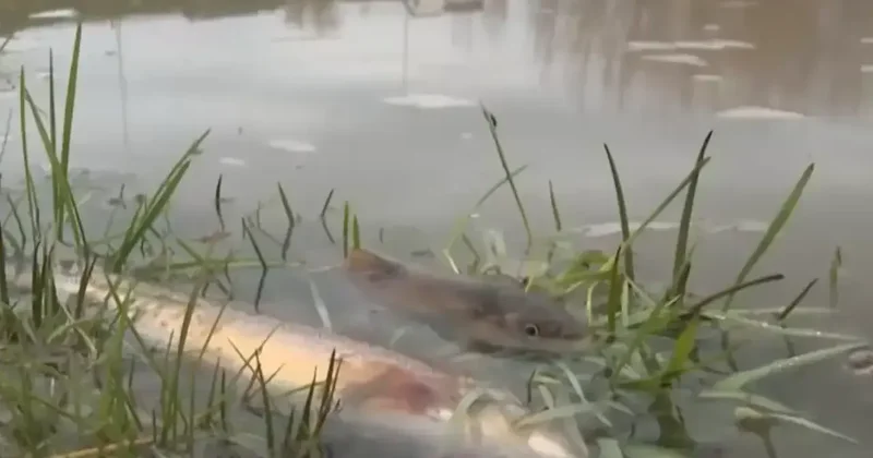 Гибель рыбы и ущерб в 2,3 млн тенге: экологи выявили предприятие, загрязнившее реку в Шымкенте