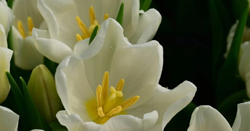 Абайлаңыз! 8 наурыз қарсаңында алаяқтар белсенді бола түседі