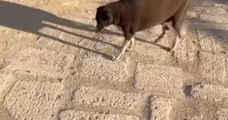 Уже не тазы, а казы : откормленная собака взорвала соцсети (ВИДЕО)