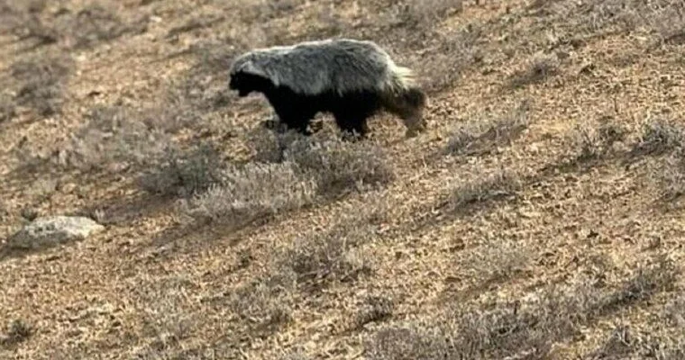 Неуловимый хищник степей