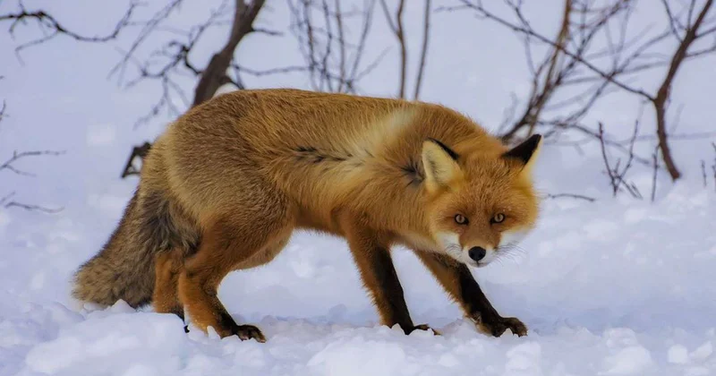 Двух лис заметили на окраине Астаны