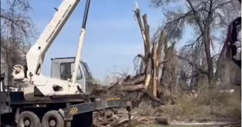Росли здесь годами : жители области Жетiсу возмутились вырубкой деревьев (видео)