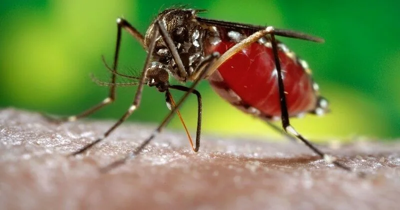 Охота на комаров