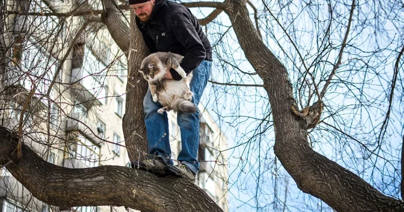 Павлодар облысында ағаштан мысық түсірмек болған ер адам қаза болды
