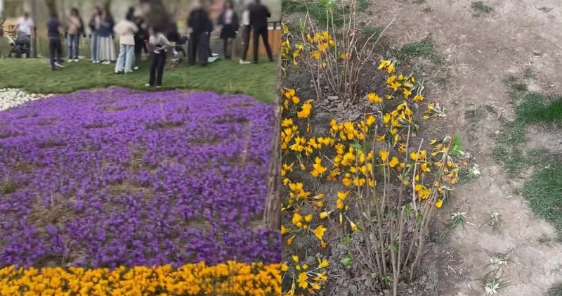 Instagram дағы сурет үшін алматылықтар Терренкурдағы крокустарды таптап кетті