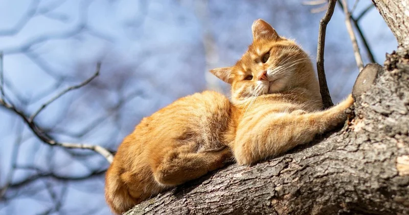 Павлодарец полез на дерево, чтобы снять кота, сорвался и погиб