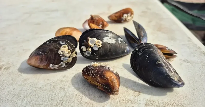 Жителей Актау удивило появление крупных мидий в Каспии: эксперты объяснили явление