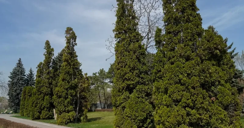 Какие вредители угрожают туям Главного ботанического сада Алматы и что решили учёные в этой связи