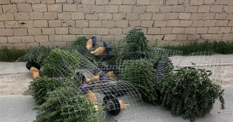 Полиция Маңғыстаудағы ізді жасырудың тарихтағы ең нашар әрекетін видеоға түсіріп алды