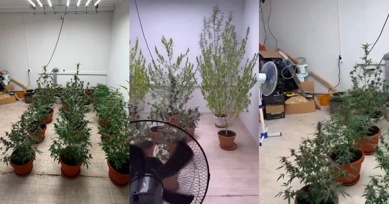 Жертөледегі жасырын жылыжай: Алматыда ондаған түп қарасора тәркіленді