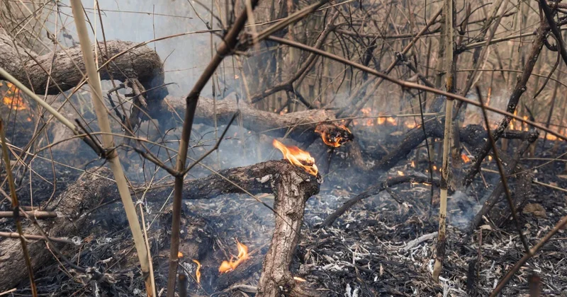 БҰҰ Эль Ниньо әсерінен 50 миллионға жуық адам аштыққа ұшырайтынын болжады