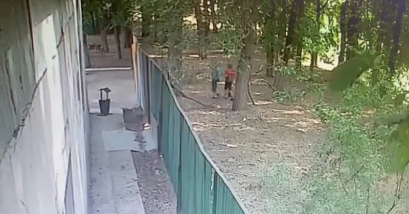 Алматы облысында төбелес иттері баланы талап тастады: шулы іс бойынша сот басталды