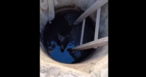 Кошке и собаке помогли сотрудники МЧС РК