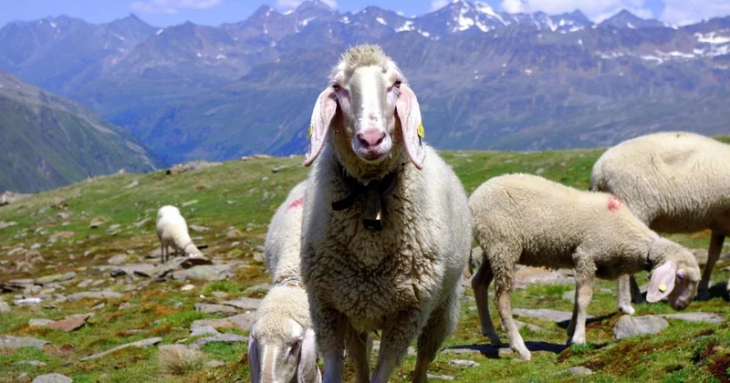 Казахстан ограничил экспорт баранчиков